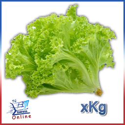 Lechuga Americana por Kg